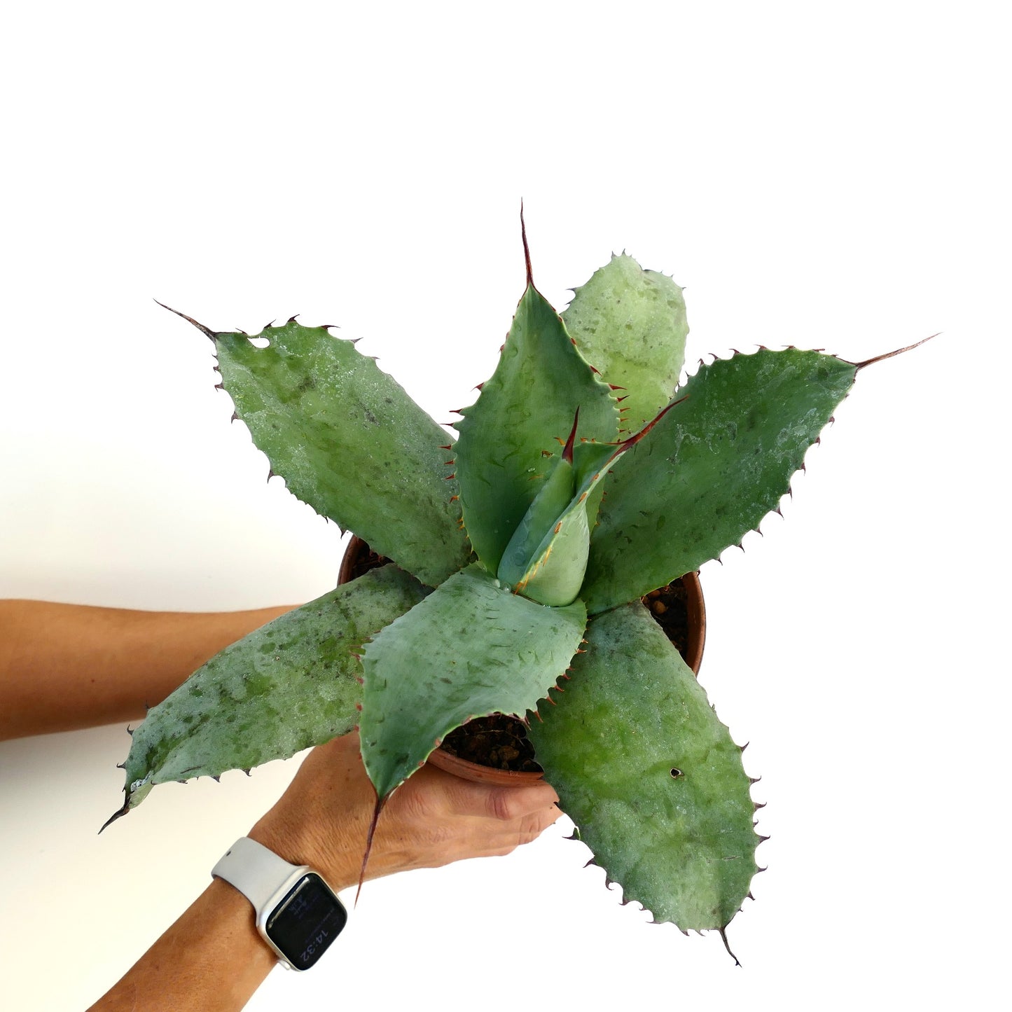 Agave ovatifolia X Agave bovicornuta X Agave celsii F3 hybrid succulent with broad spiny blue-green leaves
