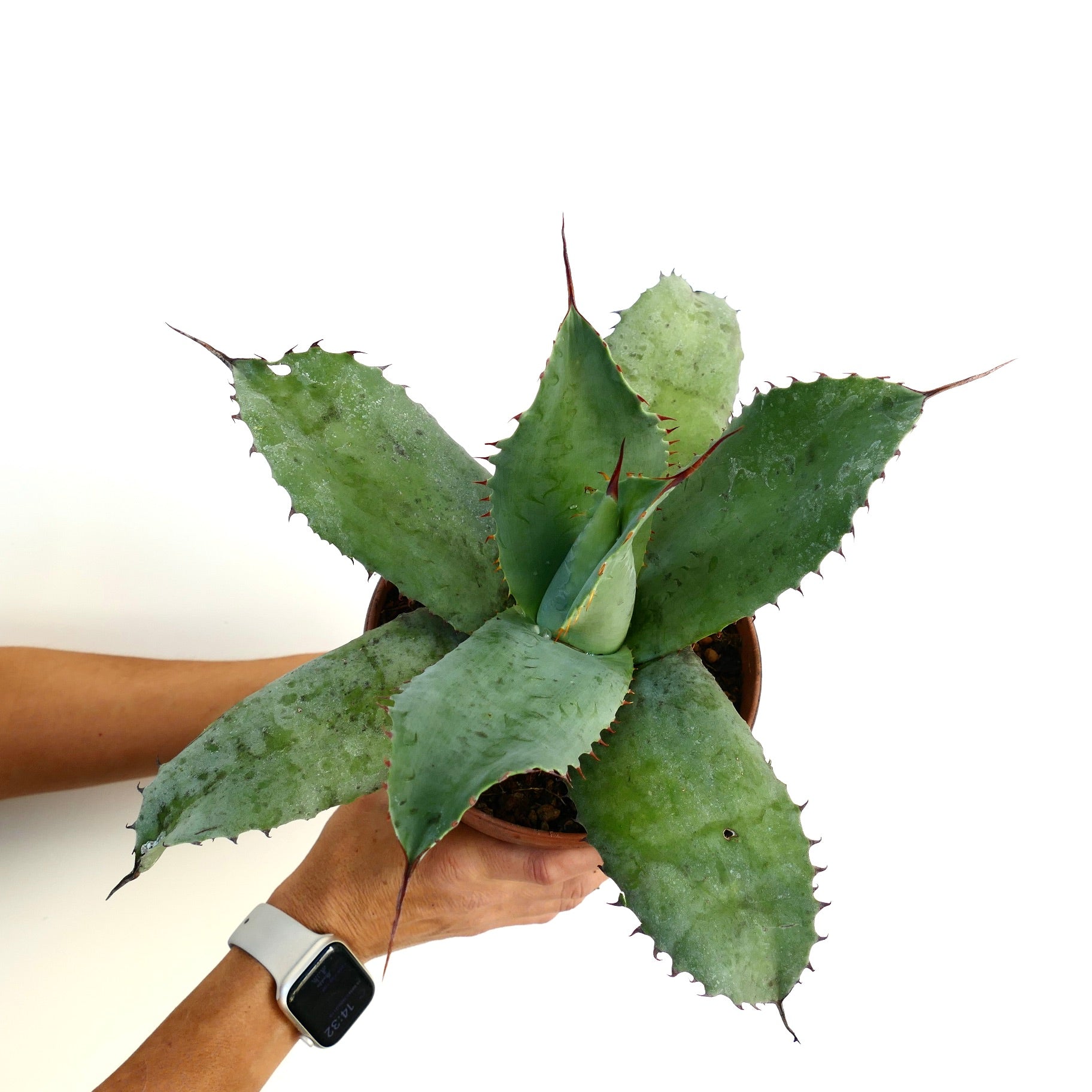 Agave ovatifolia X Agave bovicornuta X Agave celsii F3 hybrid succulent with broad spiny blue-green leaves