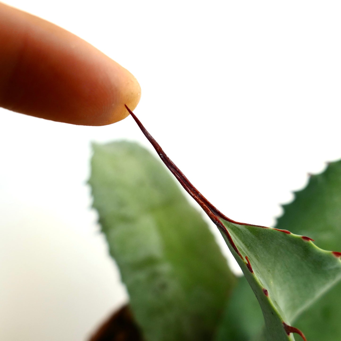Agave ovatifolia X Agave bovicornuta X Agave celsii F3 hybrid succulent with sharp reddish spines and thick green leaves