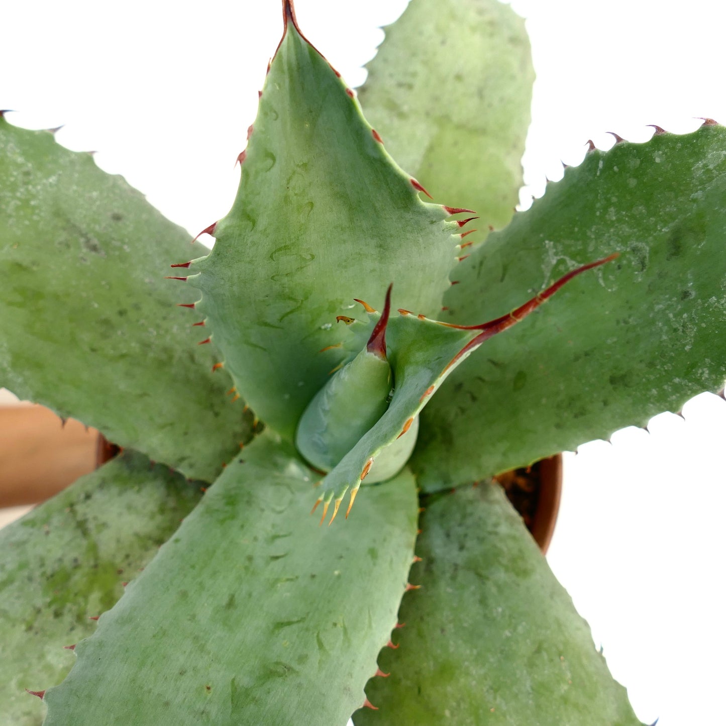 Agave ovatifolia X Agave bovicornuta X Agave celsii F3 hybrid succulent with broad green leaves and red spines
