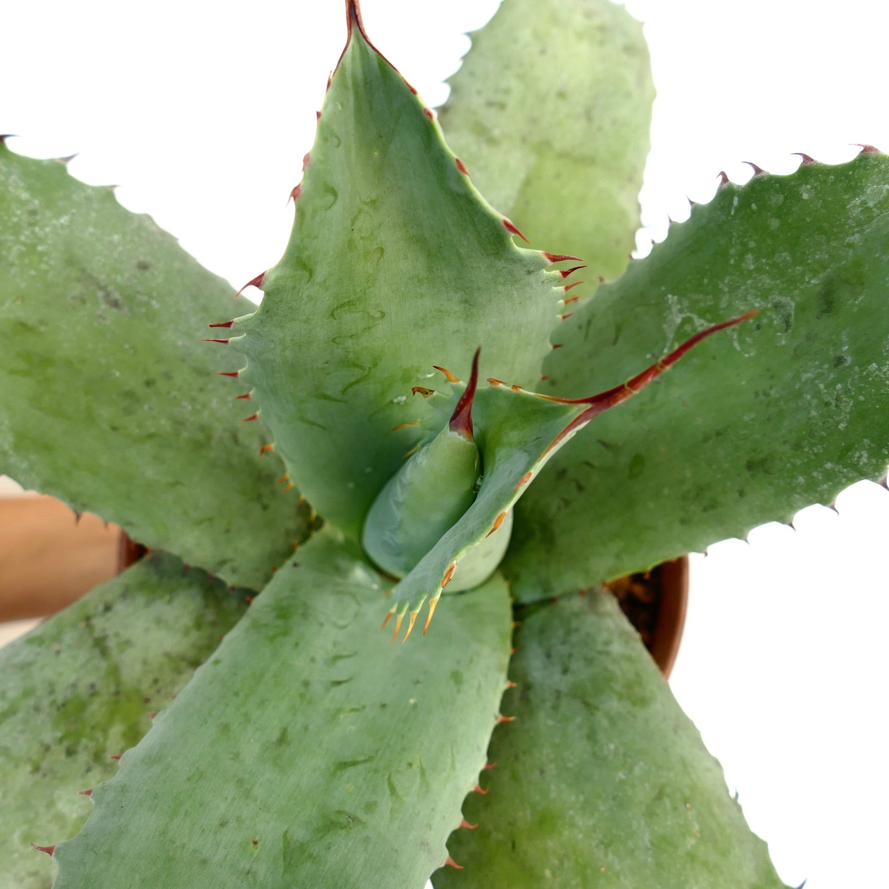 Agave ovatifolia X Agave bovicornuta X Agave celsii F3 hybrid succulent with broad green leaves and red spines