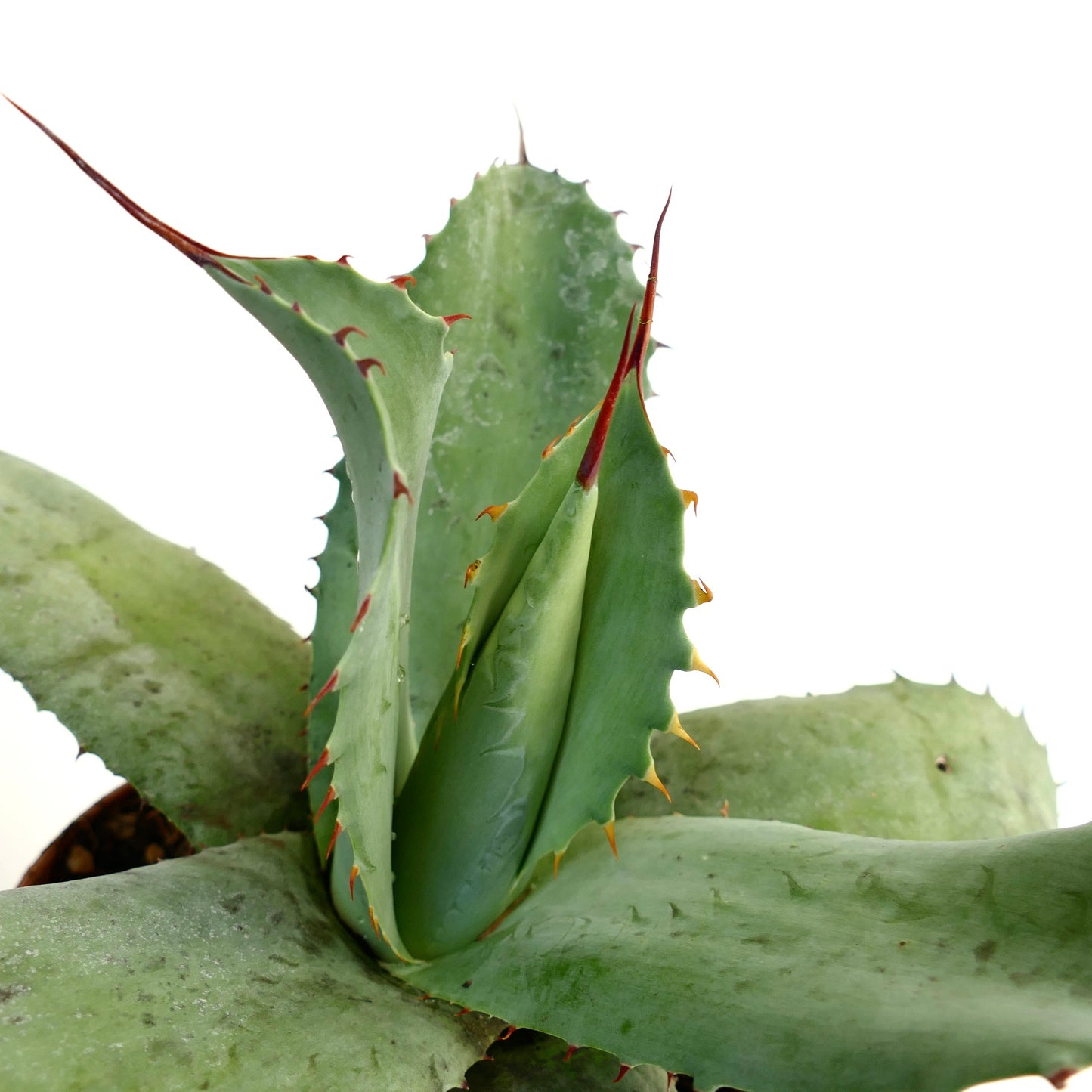 Agave ovatifolia X Agave bovicornuta X Agave celsii F3 hybrid succulent with broad spiny blue-green leaves