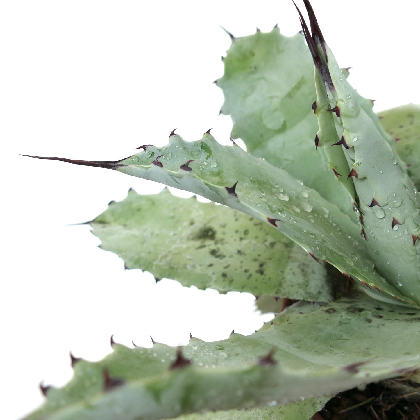 Agave ovatifolia X Agave cerulata