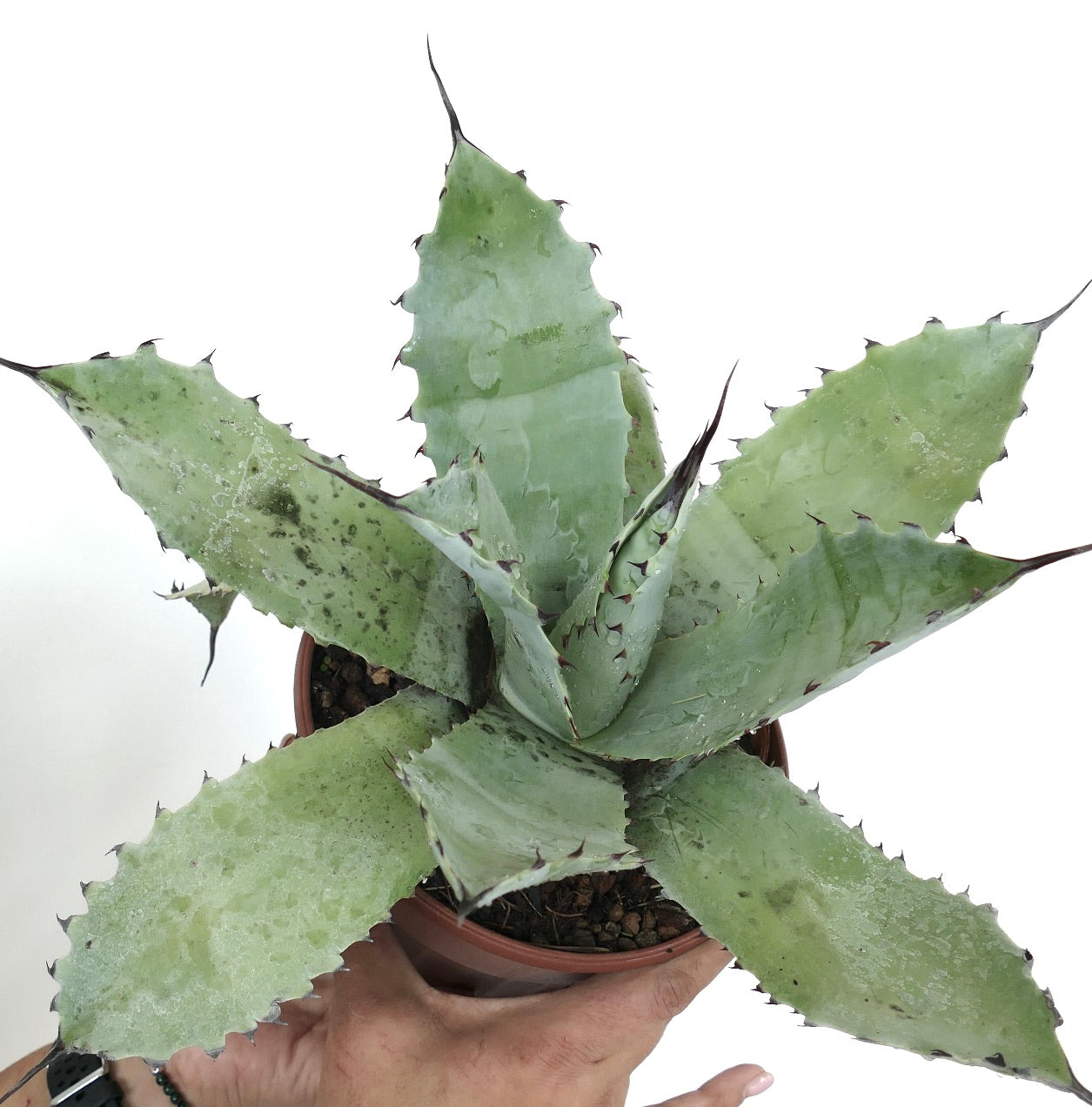 Agave ovatifolia 'Moby' 　TC株 Agave ovatifolia 'Moby' TC株 アガベ オバティフォリア 大株