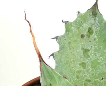 Agave ovatifolia X Agave eborispina succulent with wavy edges and sharp terminal spines