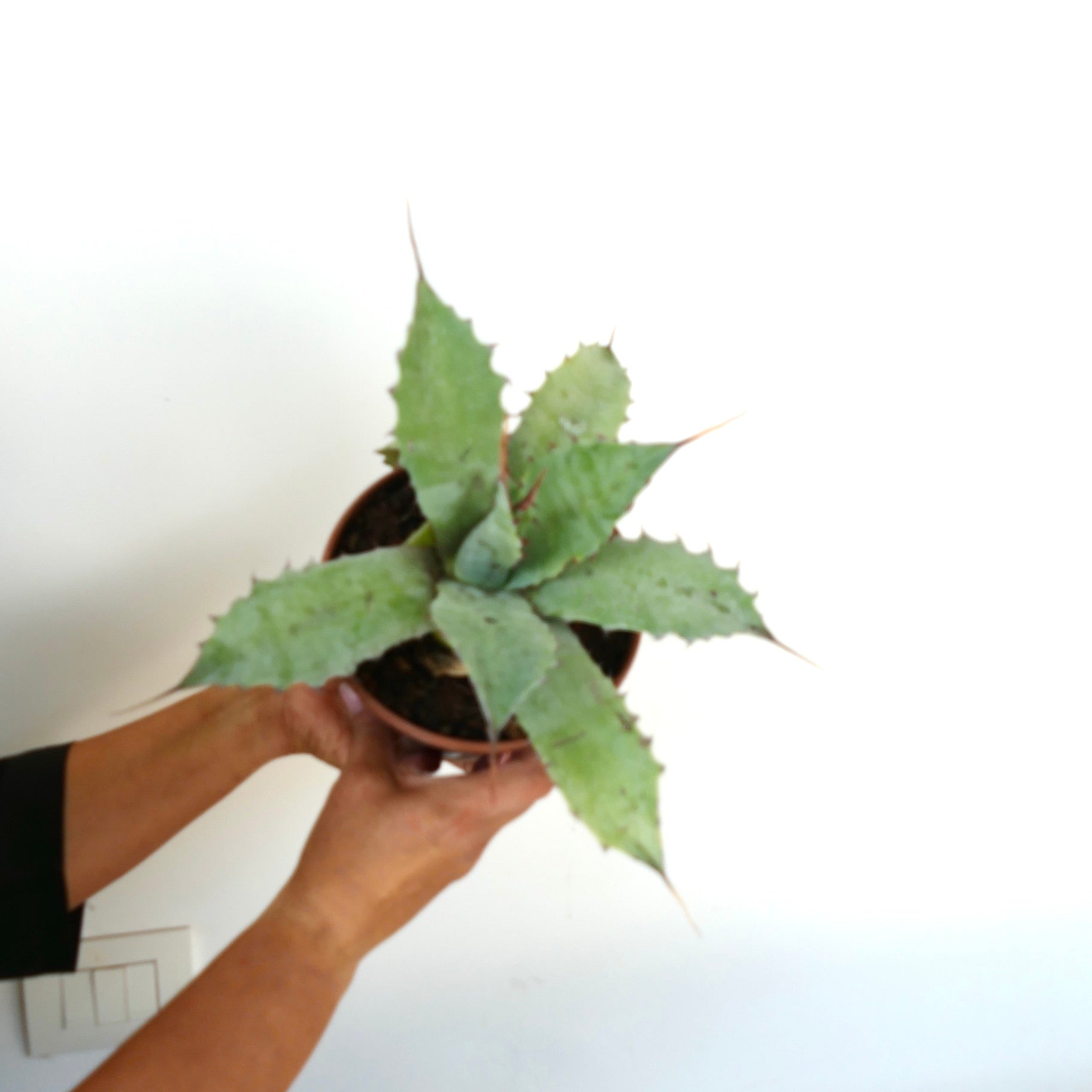 Agave ovatifolia X Agave eborispina succulent with wavy edged thick green leaves and sharp spines