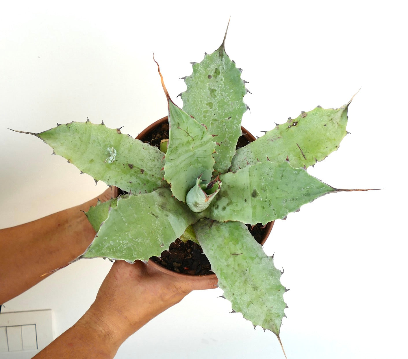 Agave ovatifolia X Agave eborispina succulent with wavy edges and sharp spines in pot