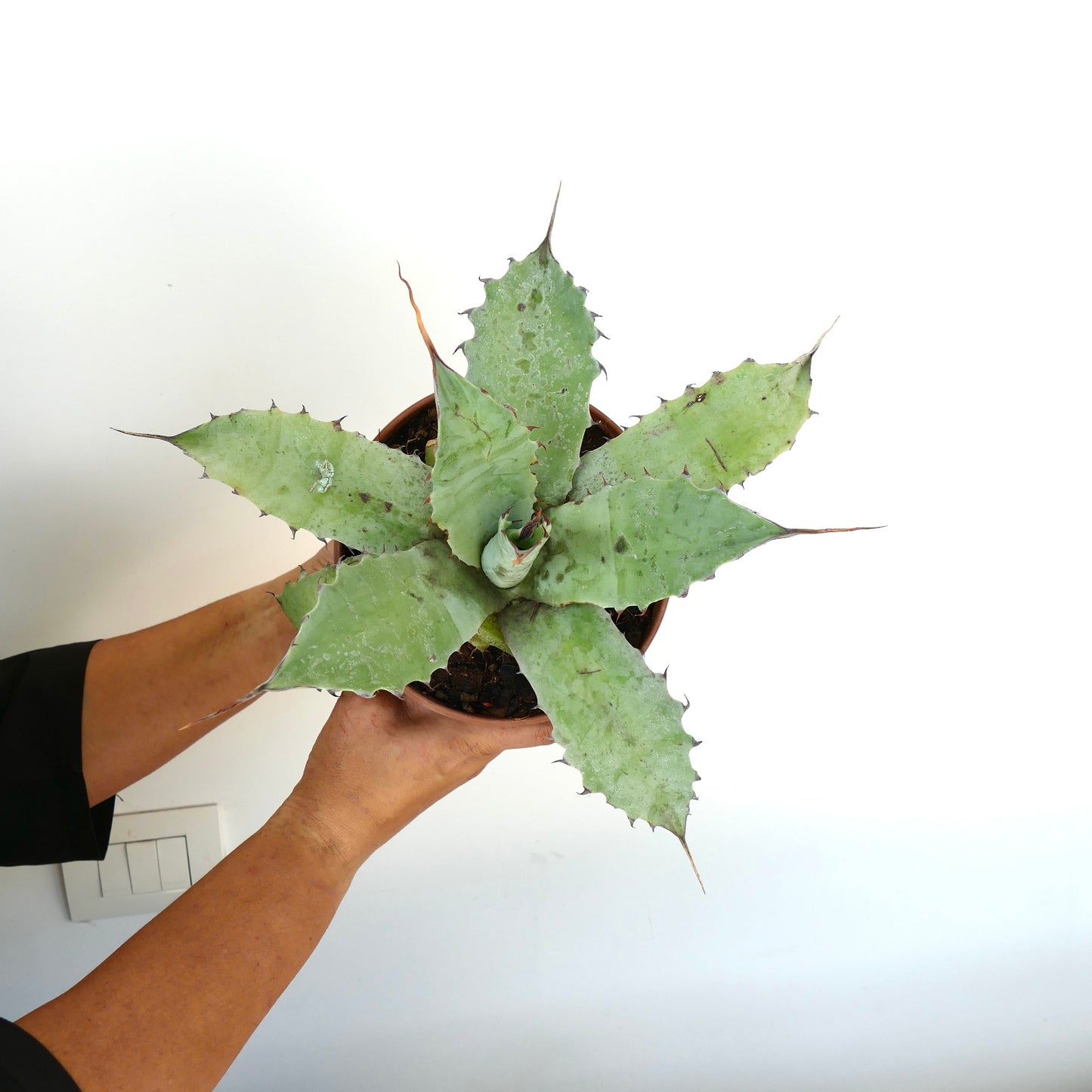 Agave ovatifolia X Agave eborispina succulent with broad wavy leaves and sharp spines in pot