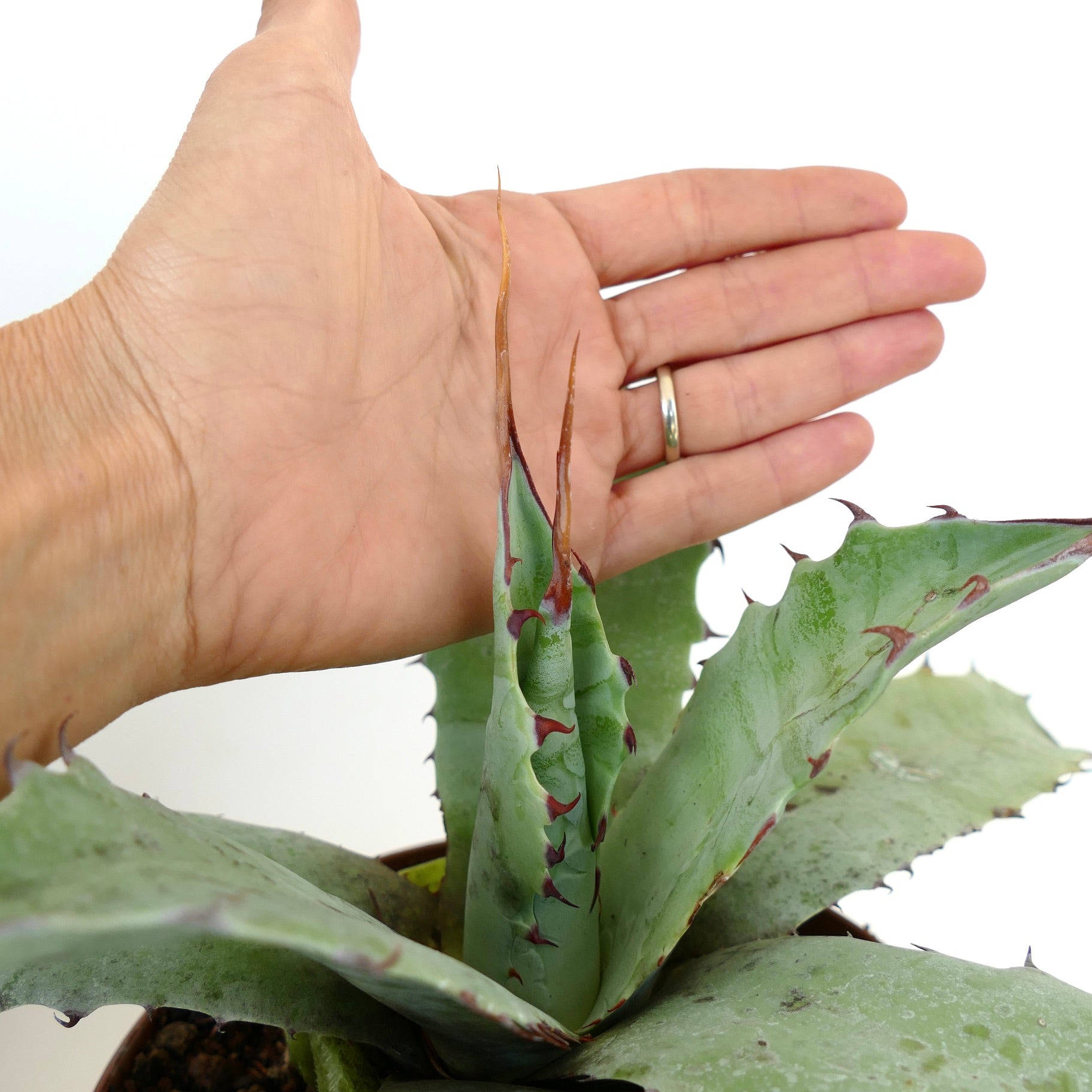 Agave ovatifolia X Agave eborispina succulent with wavy edges and long brown spines close to hand