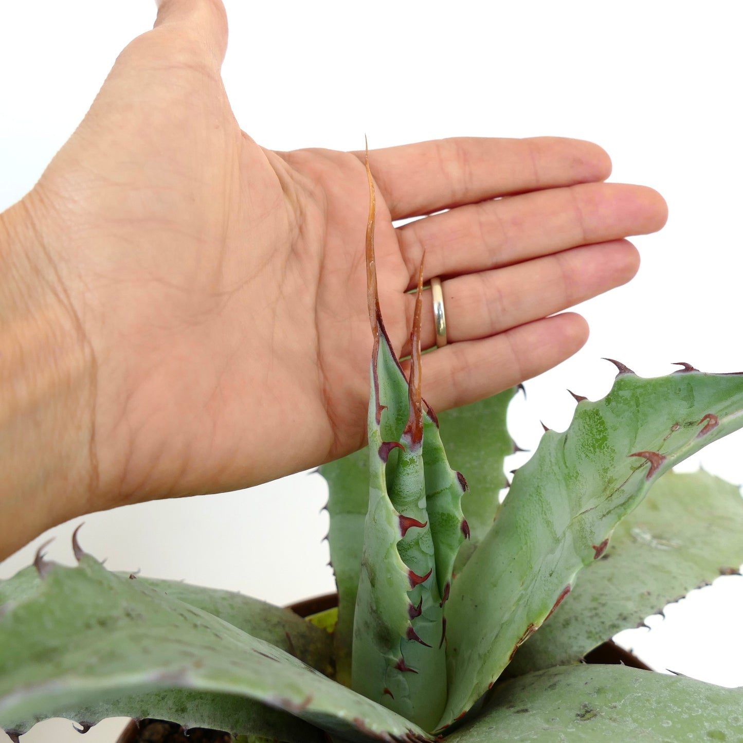 Agave ovatifolia X Agave eborispina succulent with wavy edges and prominent brown spines