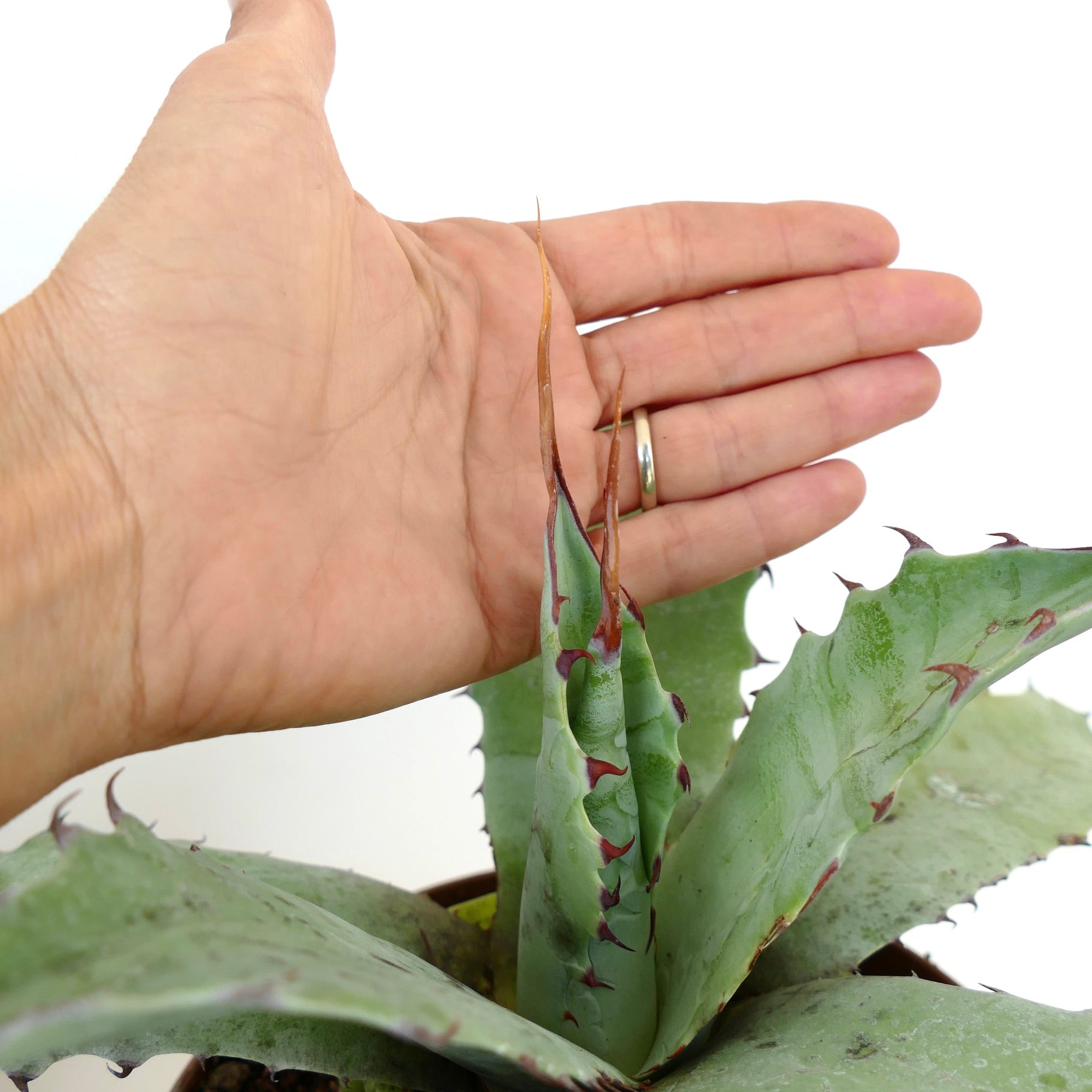 Agave ovatifolia X Agave eborispina succulent with wavy edges and prominent brown spines