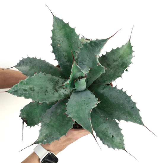 Agave ovatifolia X Agave ferox X Agave parrasana F3 large succulent with thick spiny blue-green leaves