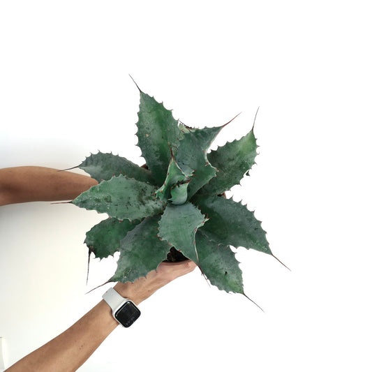 Agave ovatifolia X Agave ferox X Agave parrasana F3 spiky succulent with blue-green leaves and sharp tips