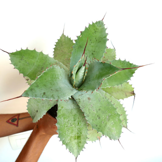 Agave ovatifolia X Agave hiemiflora X Agave parrasana