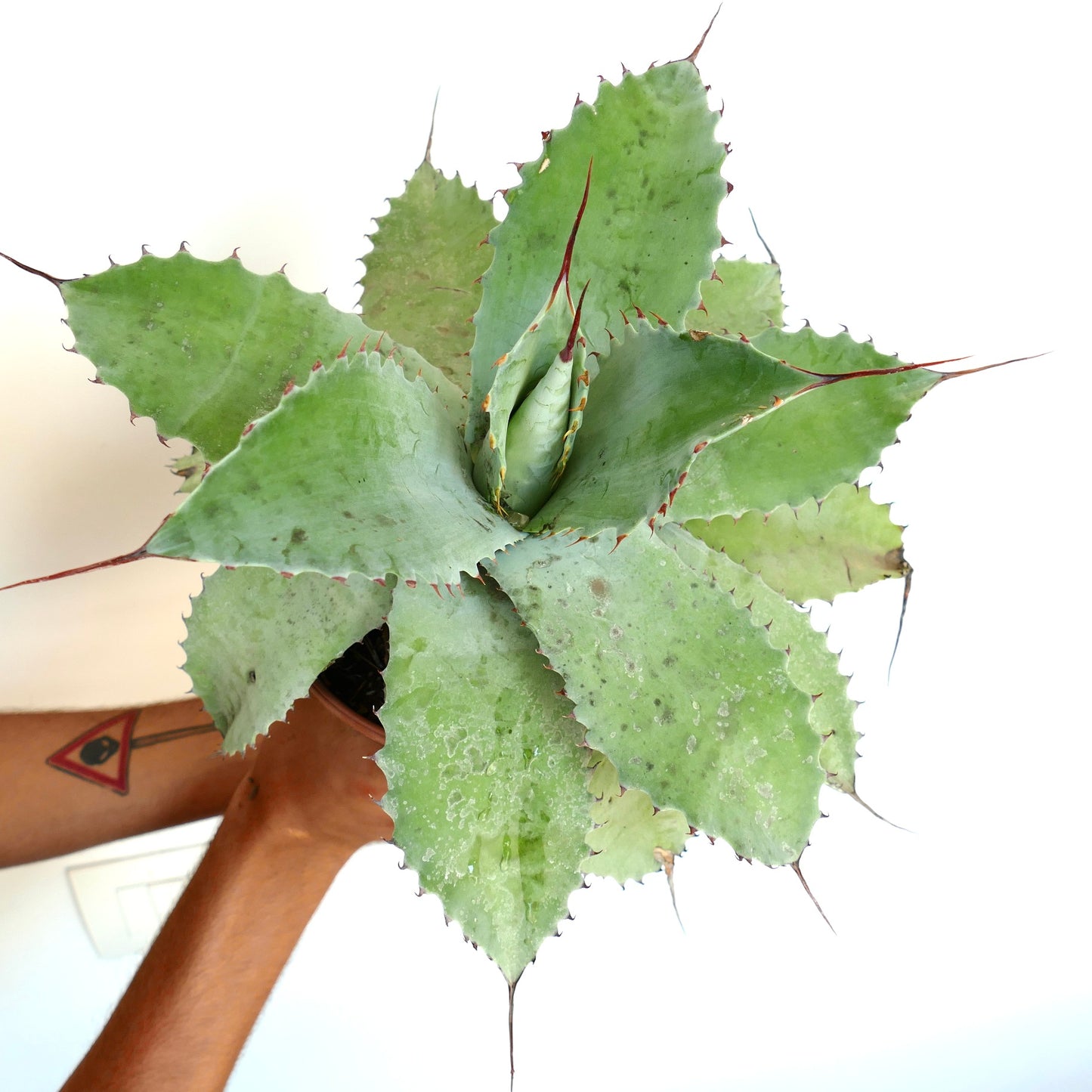 Agave ovatifolia X Agave hiemiflora X Agave parrasana