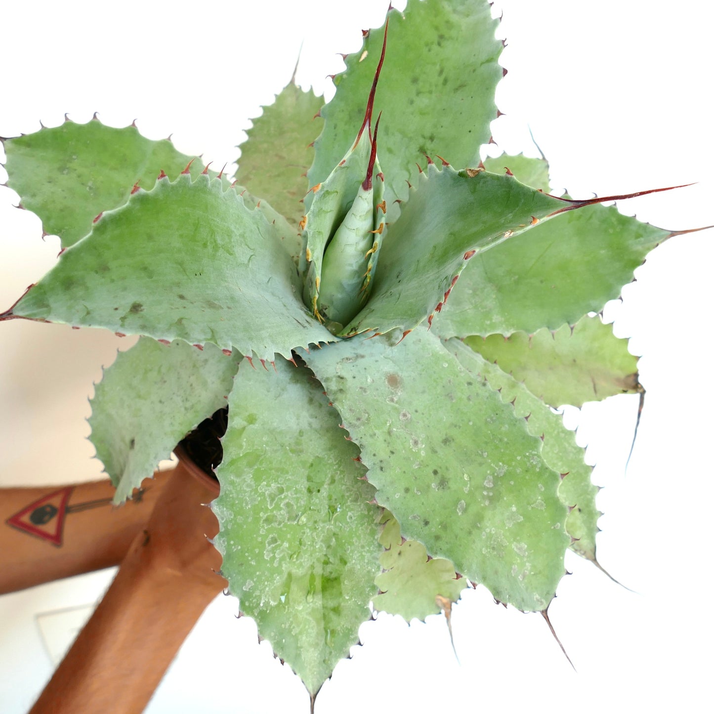 Agave ovatifolia X Agave hiemiflora X Agave parrasana