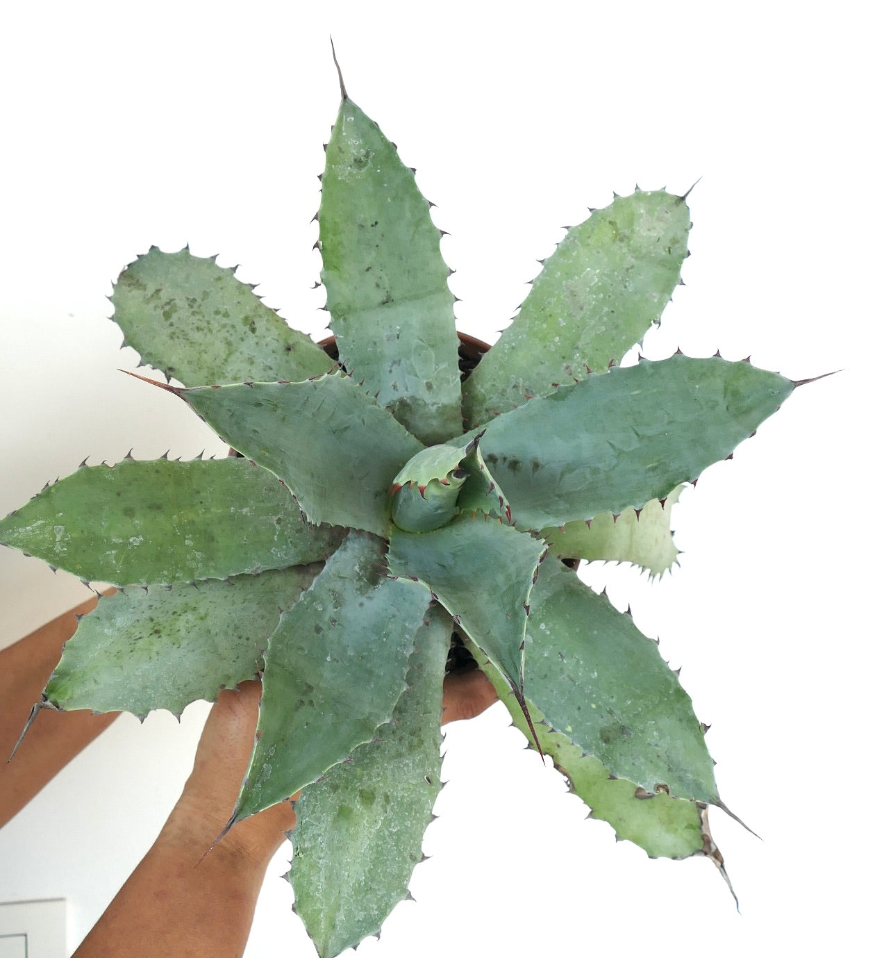 Agave ovatifolia X Agave hurteri succulent with broad grey-green spiny leaves and pointed tips