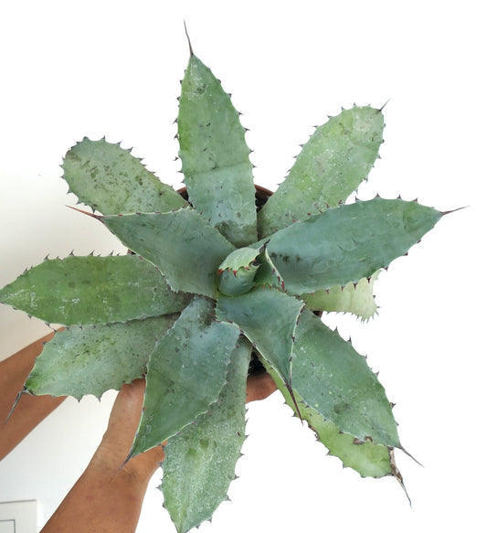 Agave ovatifolia X Agave hurteri Sukkulente mit breiten grau-grünen, stacheligen Blättern und spitzen Enden