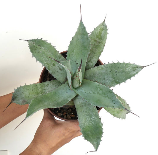 Agave ovatifolia X Agave hurteri succulent with broad grey-green spiny leaves in pot held by hands