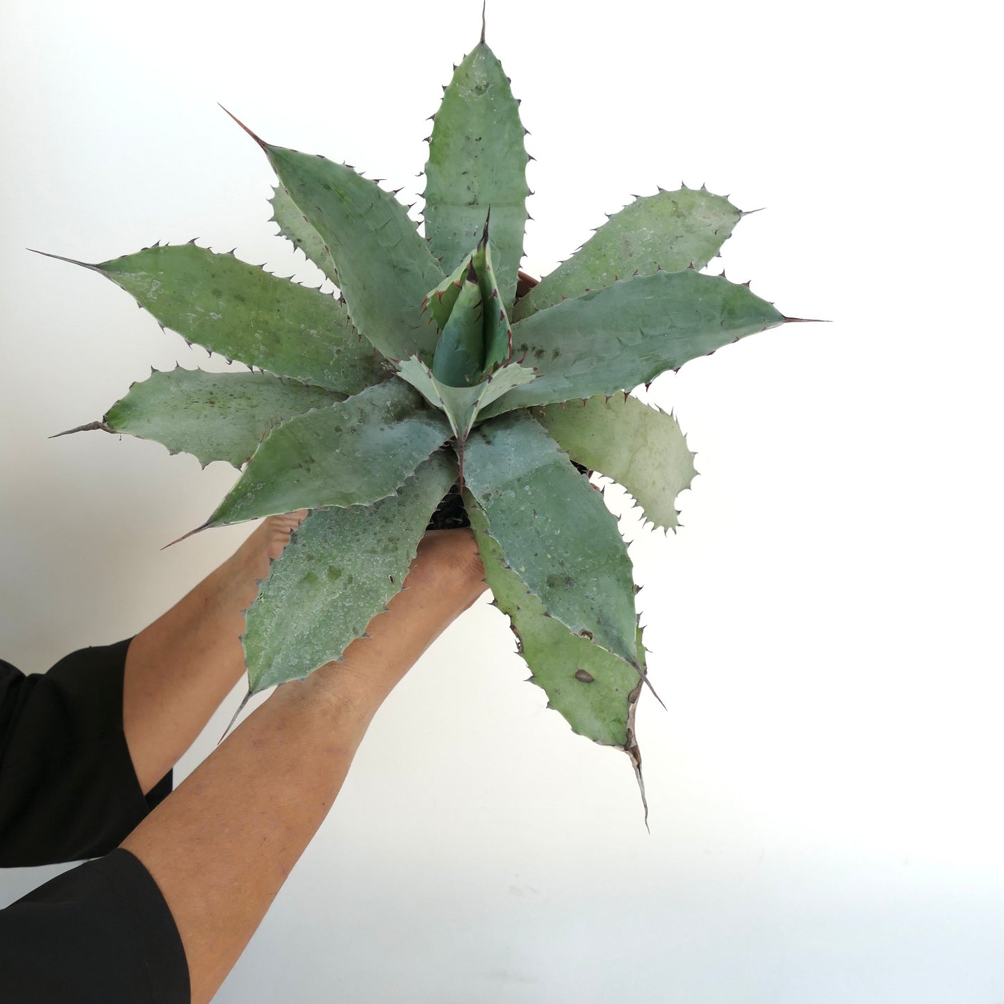 Agave ovatifolia X Agave hurteri succulent with broad grey-green spiny leaves and pointed tips