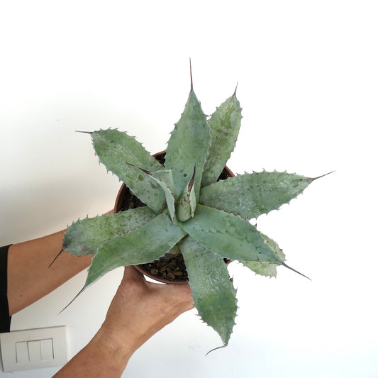 Agave ovatifolia X Agave hurteri succulent with broad grey-green spiny leaves in pot