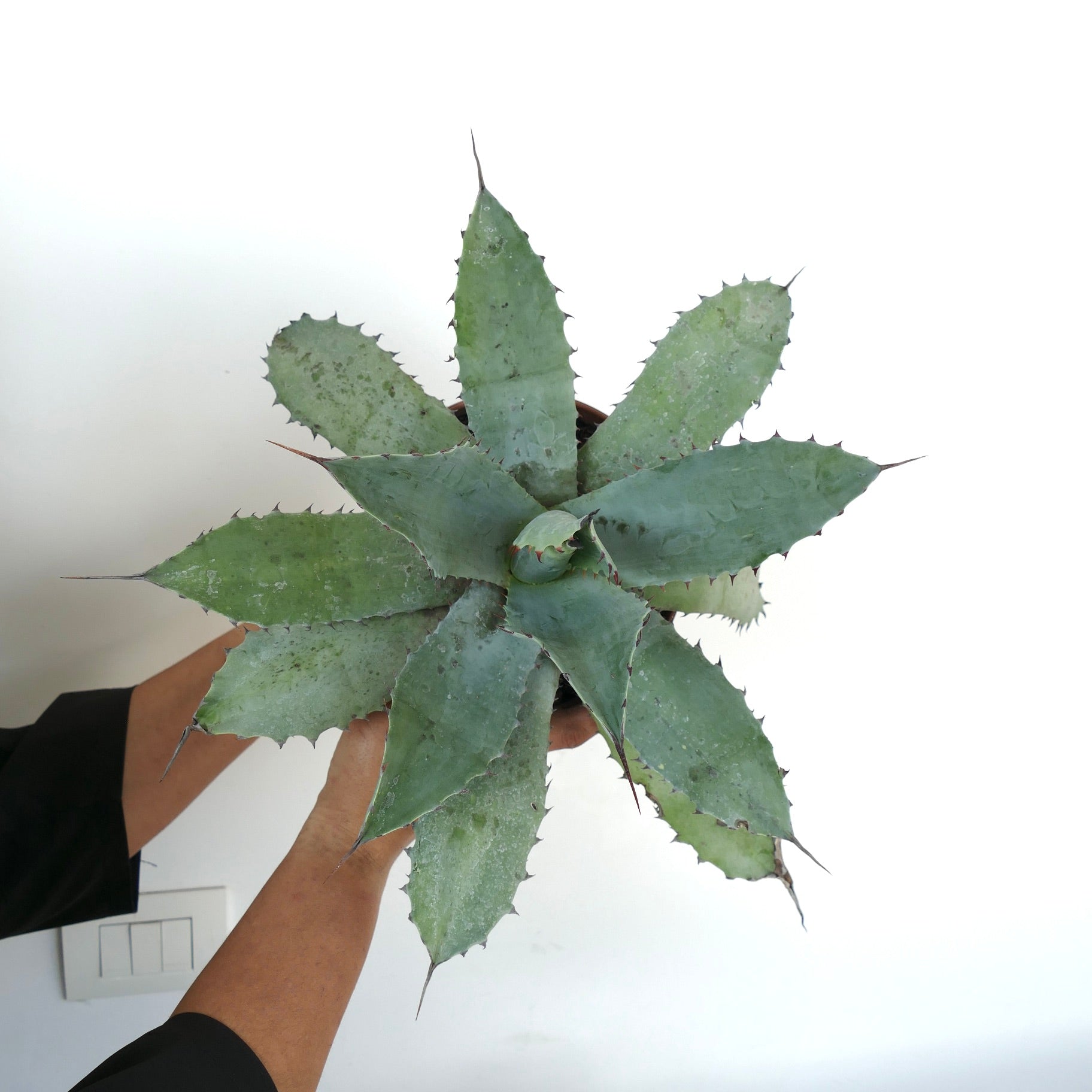 Agave ovatifolia X Agave hurteri succulent with broad grey-green spiny leaves and pointed tips