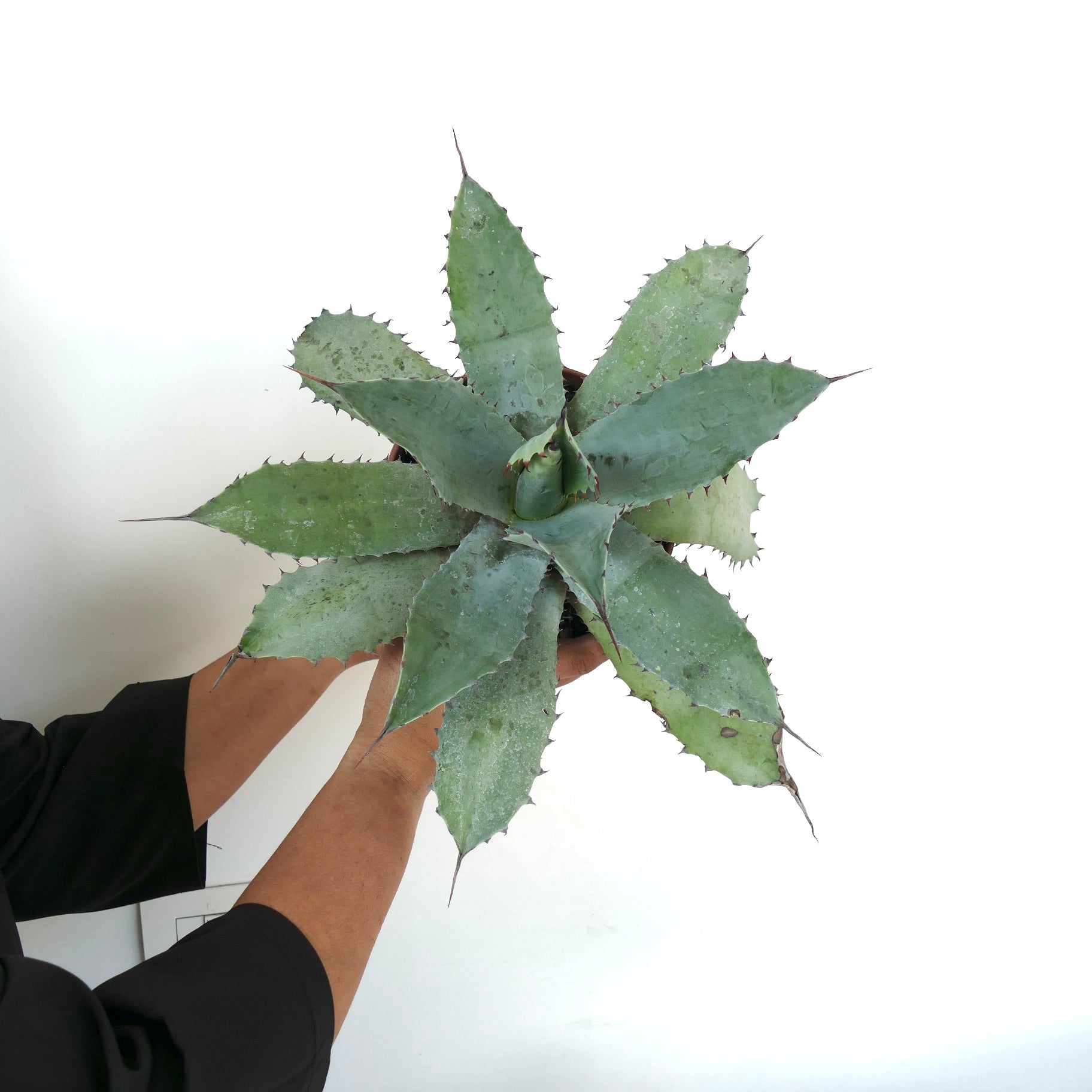 Agave ovatifolia X Agave hurteri succulent with broad grey-green spiny leaves in rosette form