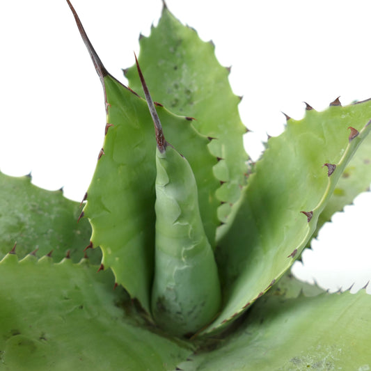 Agave ovatifolia X Agave parrasana X Agave eborispina Sukkulente mit dicken, stacheligen grünen Blättern
