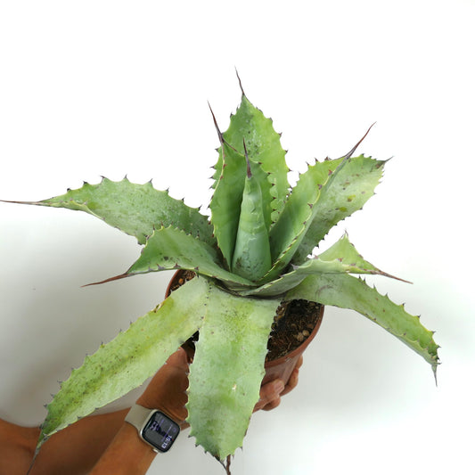 Agave ovatifolia X Agave parrasana X Agave eborispina große Sukkulente mit dicken, stacheligen Blättern