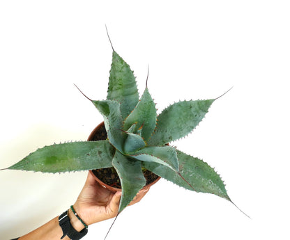 Agave ovatifolia X Agave parrasana X Agave eborispina succulent spiny blue-green rosette plant in pot