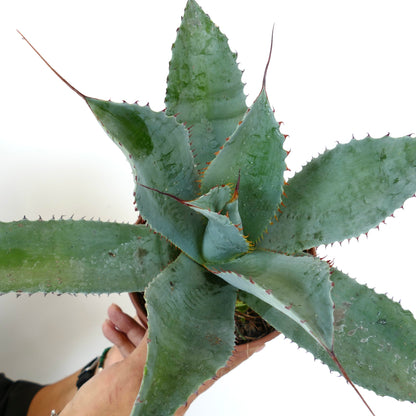 Agave ovatifolia X Agave parrasana X Agave eborispina large succulent with blue-green spiny leaves