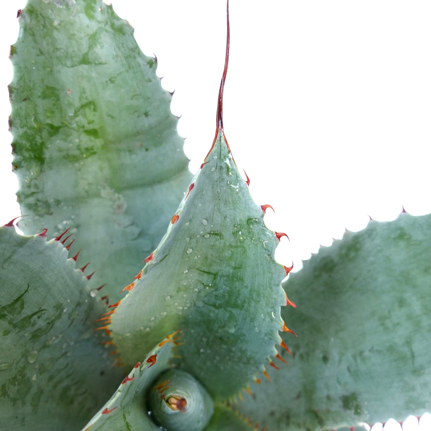 Agave ovatifolia X Agave parrasana X Agave eborispina