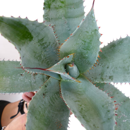 Agave ovatifolia X Agave parrasana X Agave eborispina succulent with broad spiny blue-green leaves