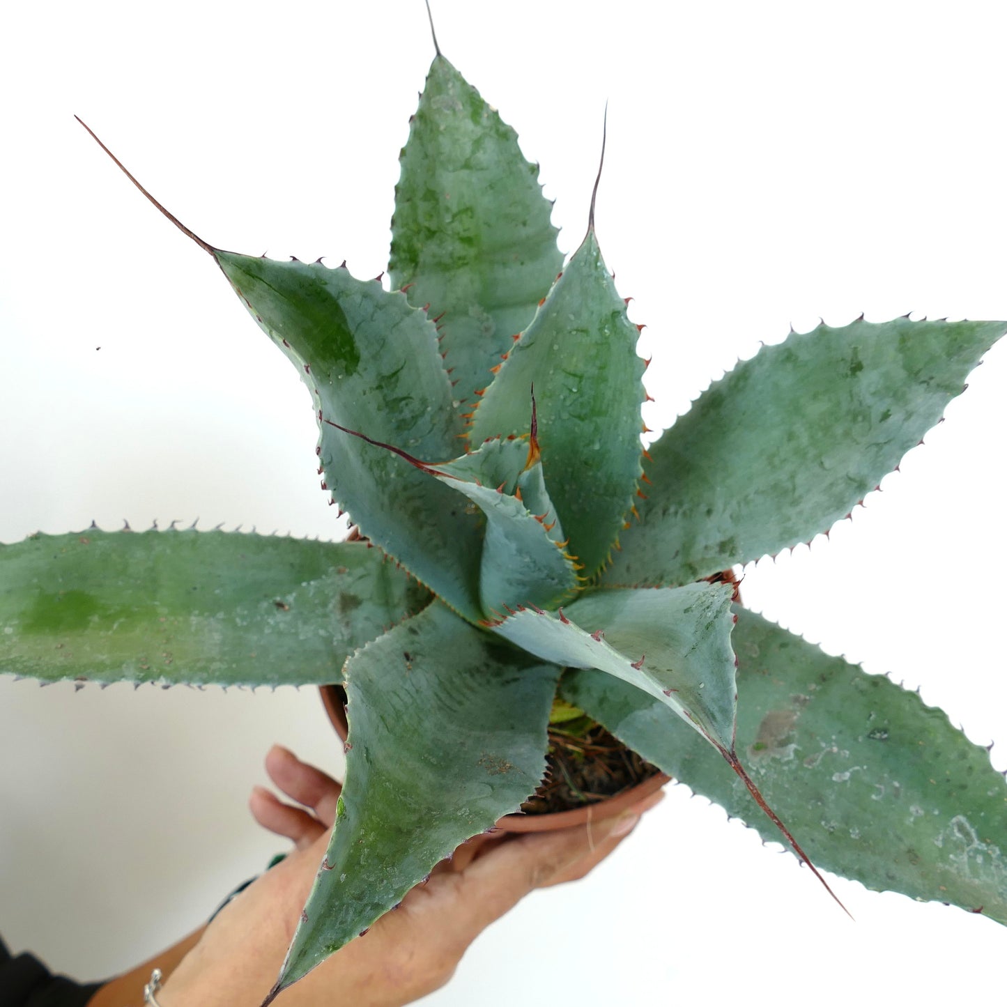 Agave ovatifolia X Agave parrasana X Agave eborispina