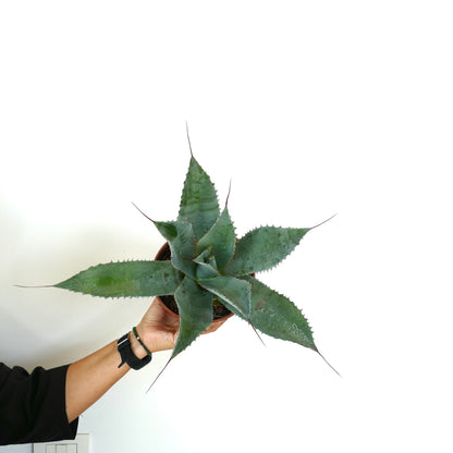 Agave ovatifolia X Agave parrasana X Agave eborispina spiky succulent rosette plant