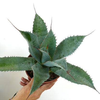 Agave ovatifolia X Agave parrasana X Agave eborispina large succulent with blue-green spiny leaves