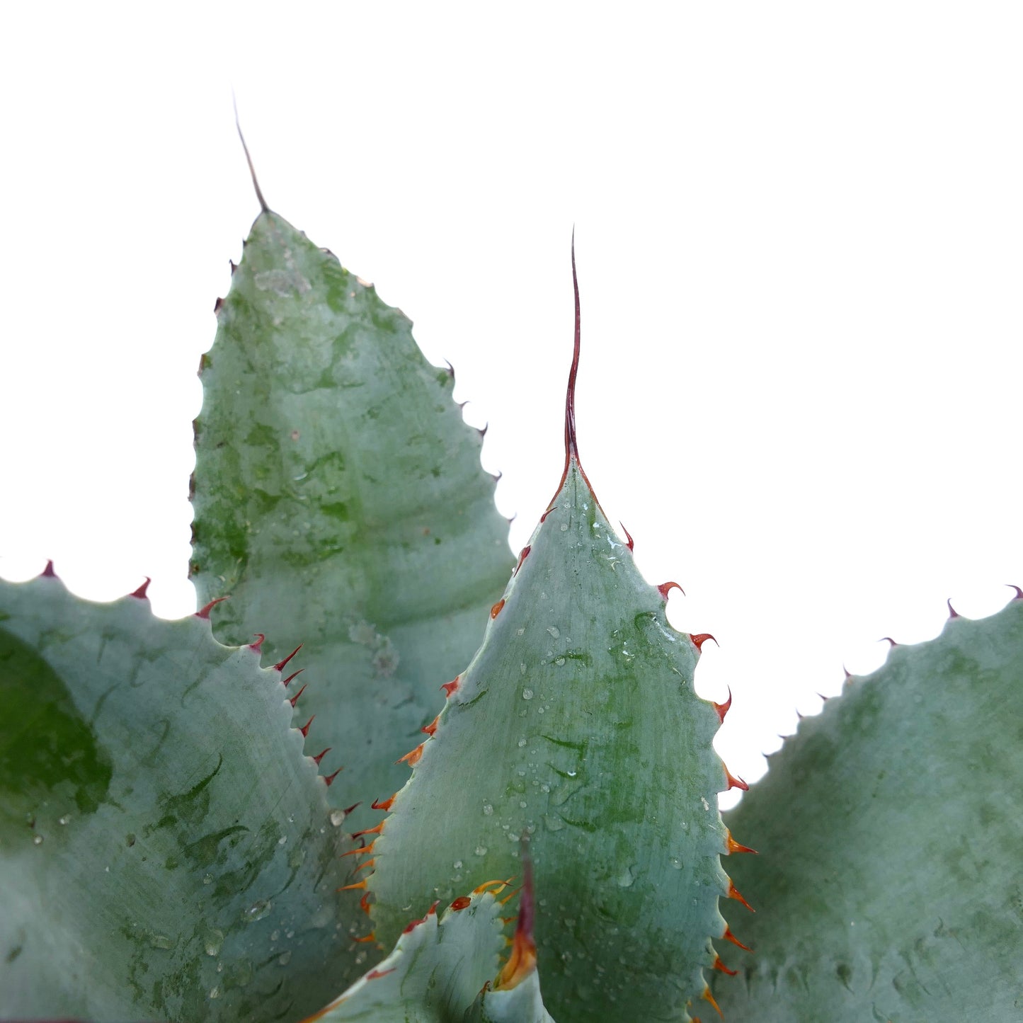 Agave ovatifolia X Agave parrasana X Agave eborispina