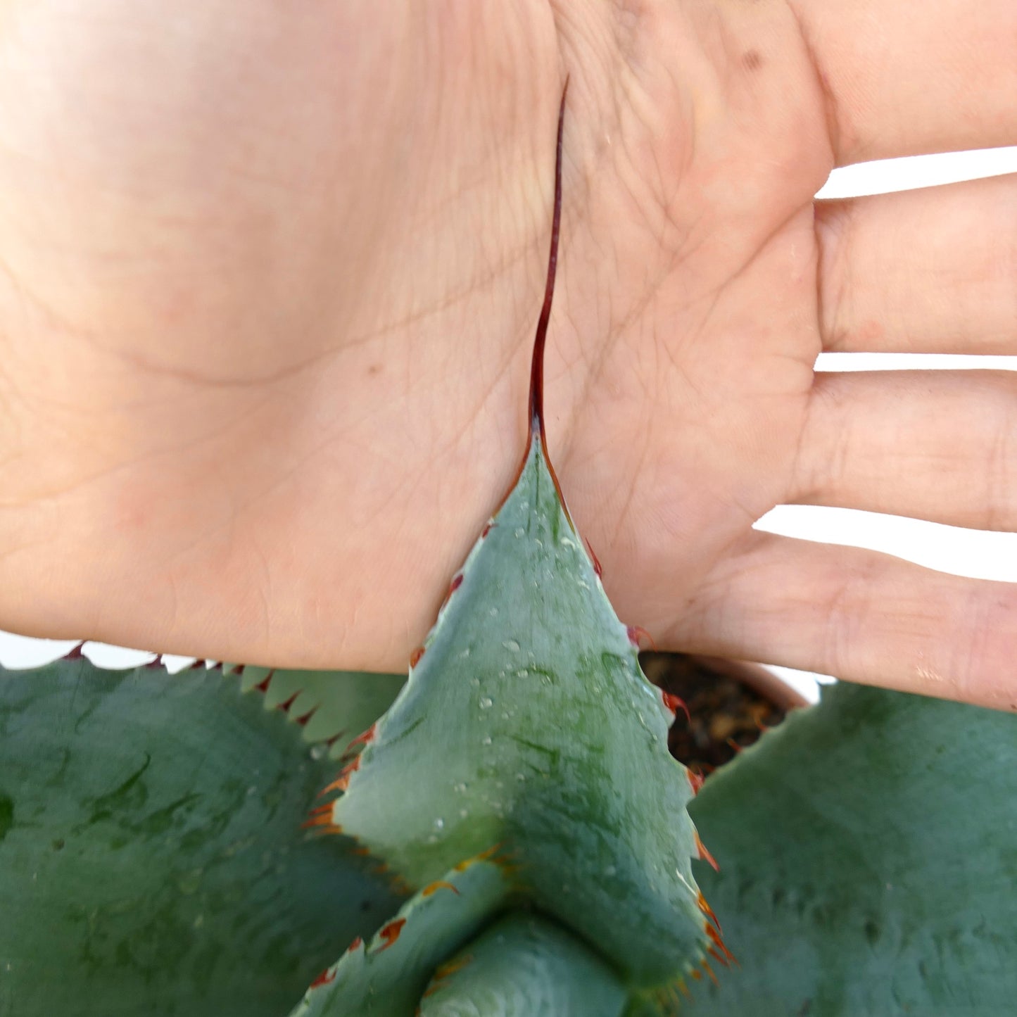 Agave ovatifolia X Agave parrasana X Agave eborispina