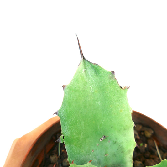 Agave ovatifolia X Agave potatorum cv BECKY Sukkulente Pflanze mit breiten grünen Blättern und scharfen Dornen