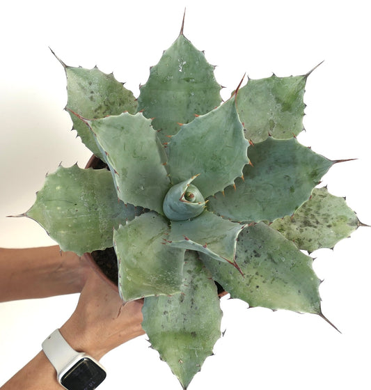 Agave ovatifolia X Agave temacapulinensis Sukkulent mit breiten, stacheligen blau-grünen Blättern in Rosettenform