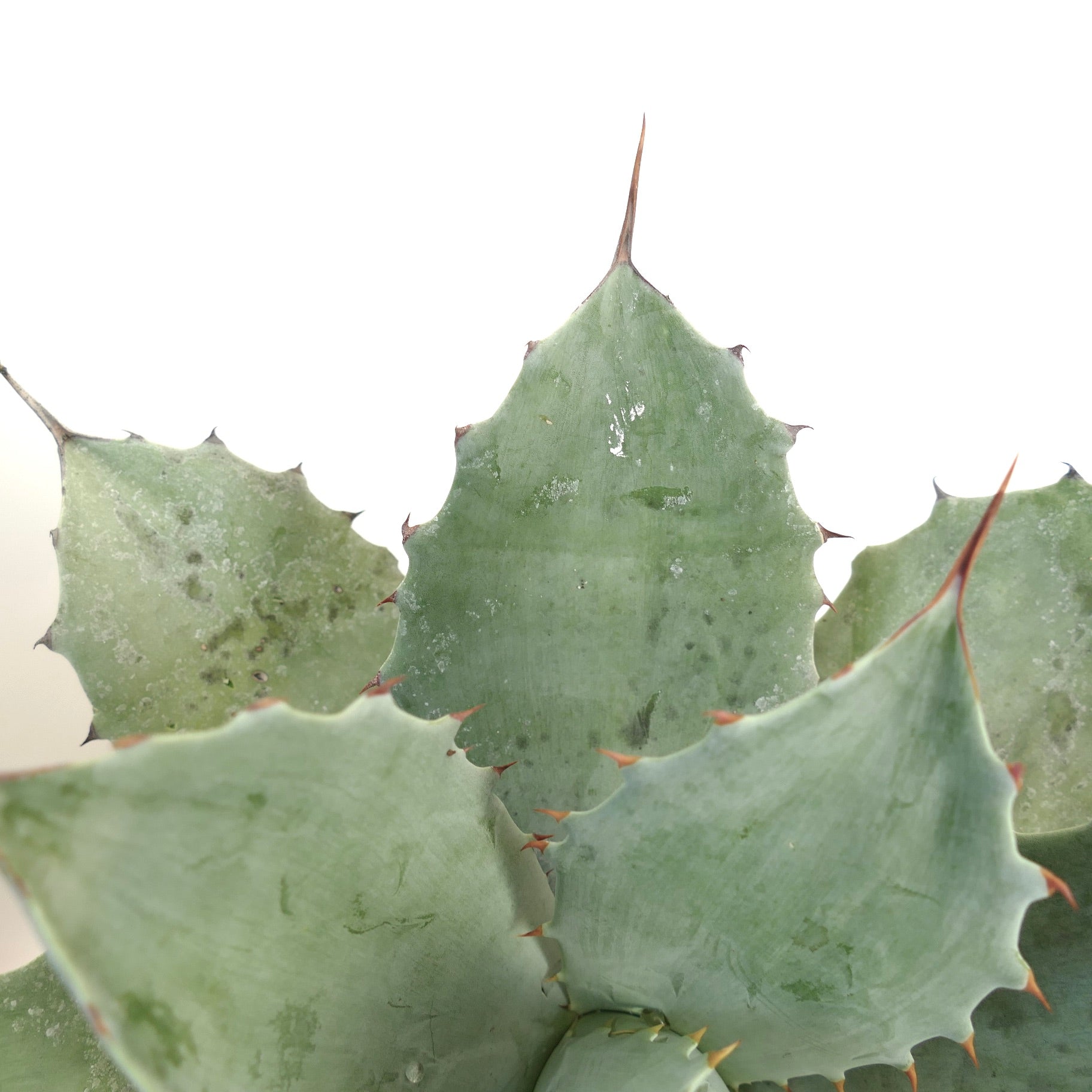 Agave ovatifolia X Agave temacapulinensis succulent with broad blue-green leaves and sharp reddish spines