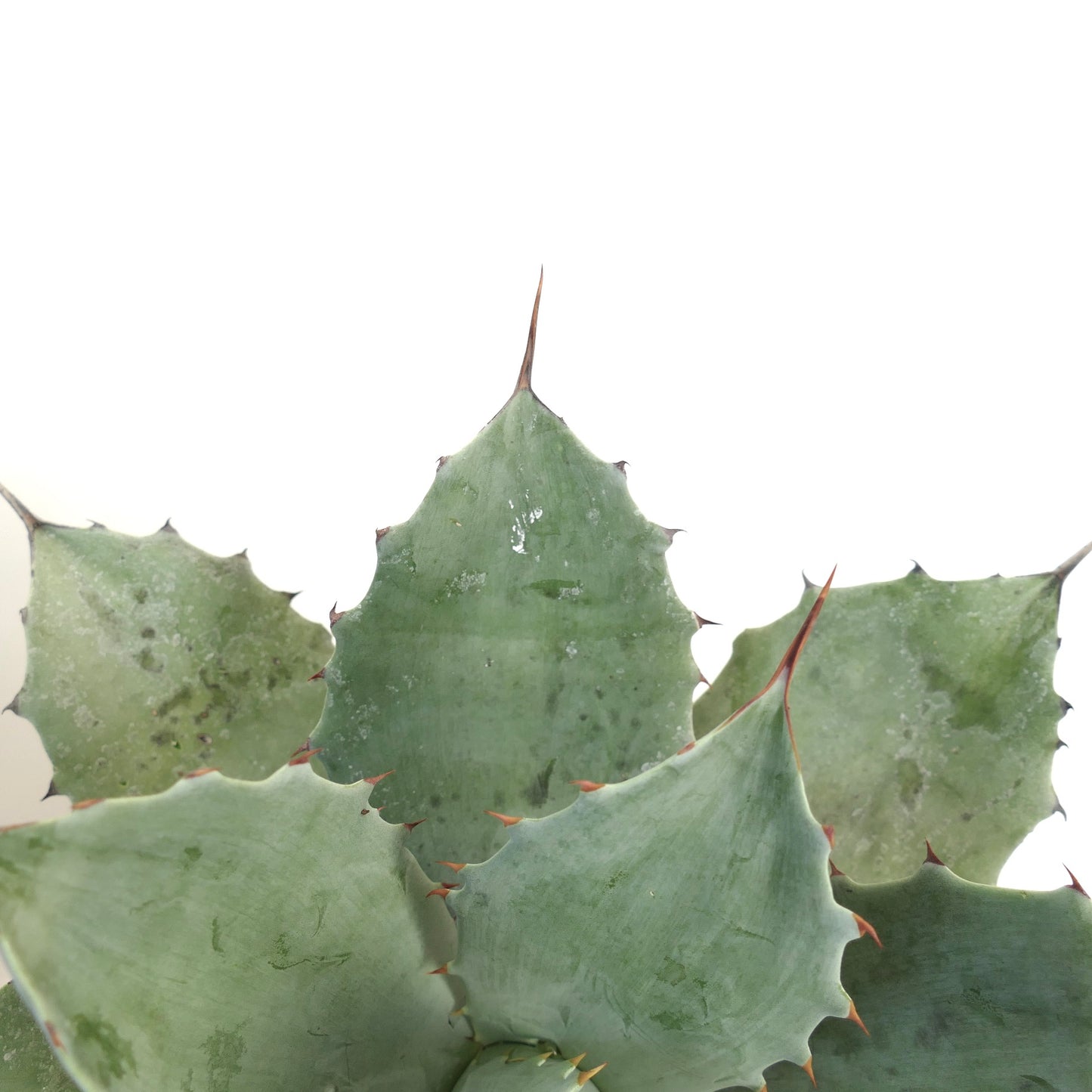 Agave ovatifolia X Agave temacapulinensis succulent with broad blue-green leaves and reddish spines