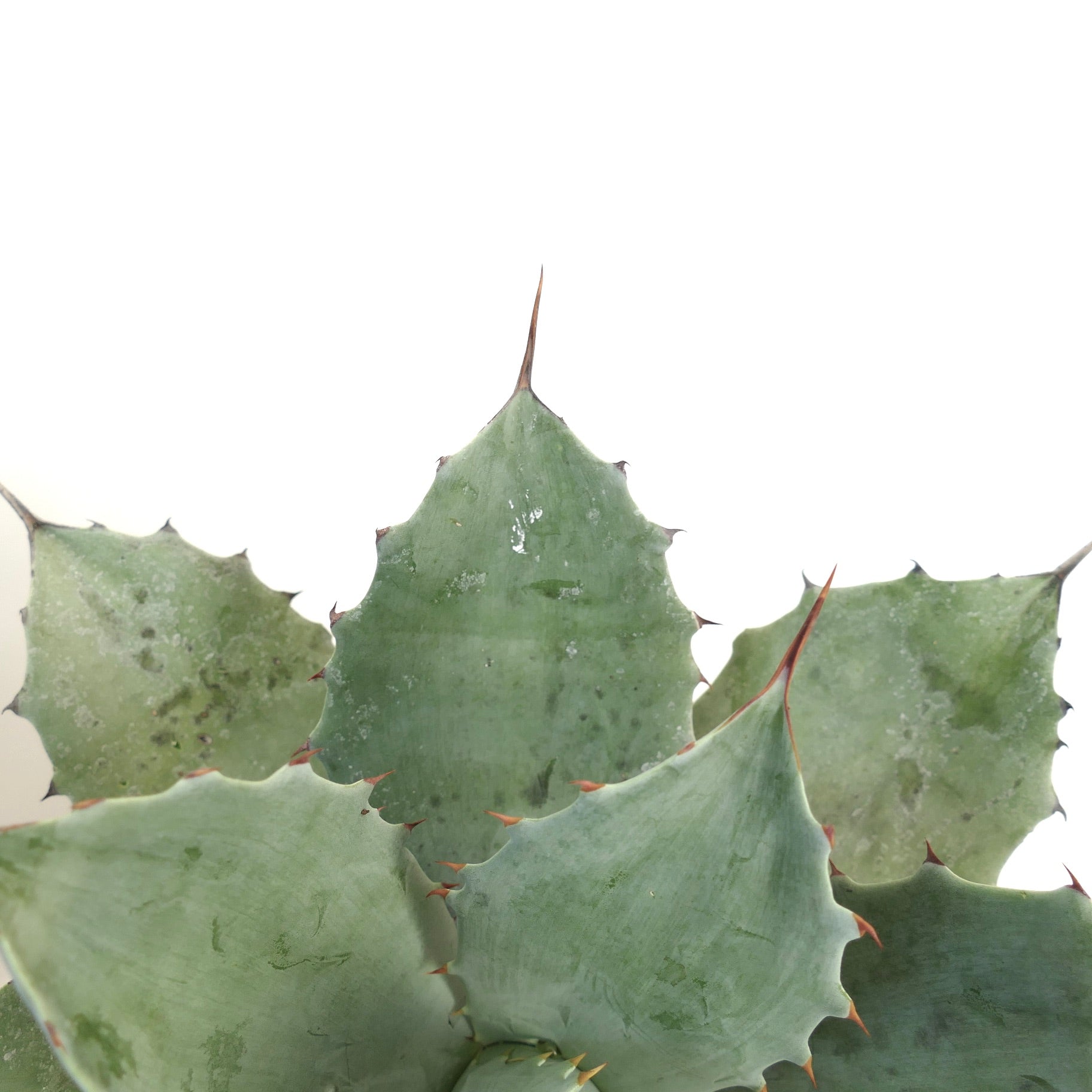 Agave ovatifolia X Agave temacapulinensis succulent with broad blue-green leaves and reddish spines