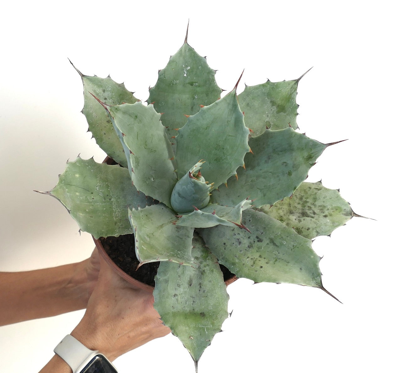 Agave ovatifolia X Agave temacapulinensis succulent with broad blue-green leaves and sharp spines