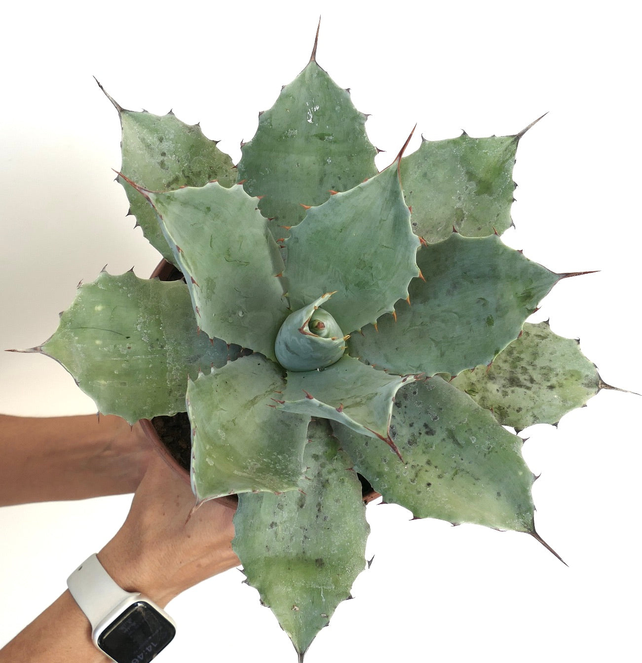 Agave ovatifolia X Agave temacapulinensis succulent with broad spiny blue-green leaves and pointed tips