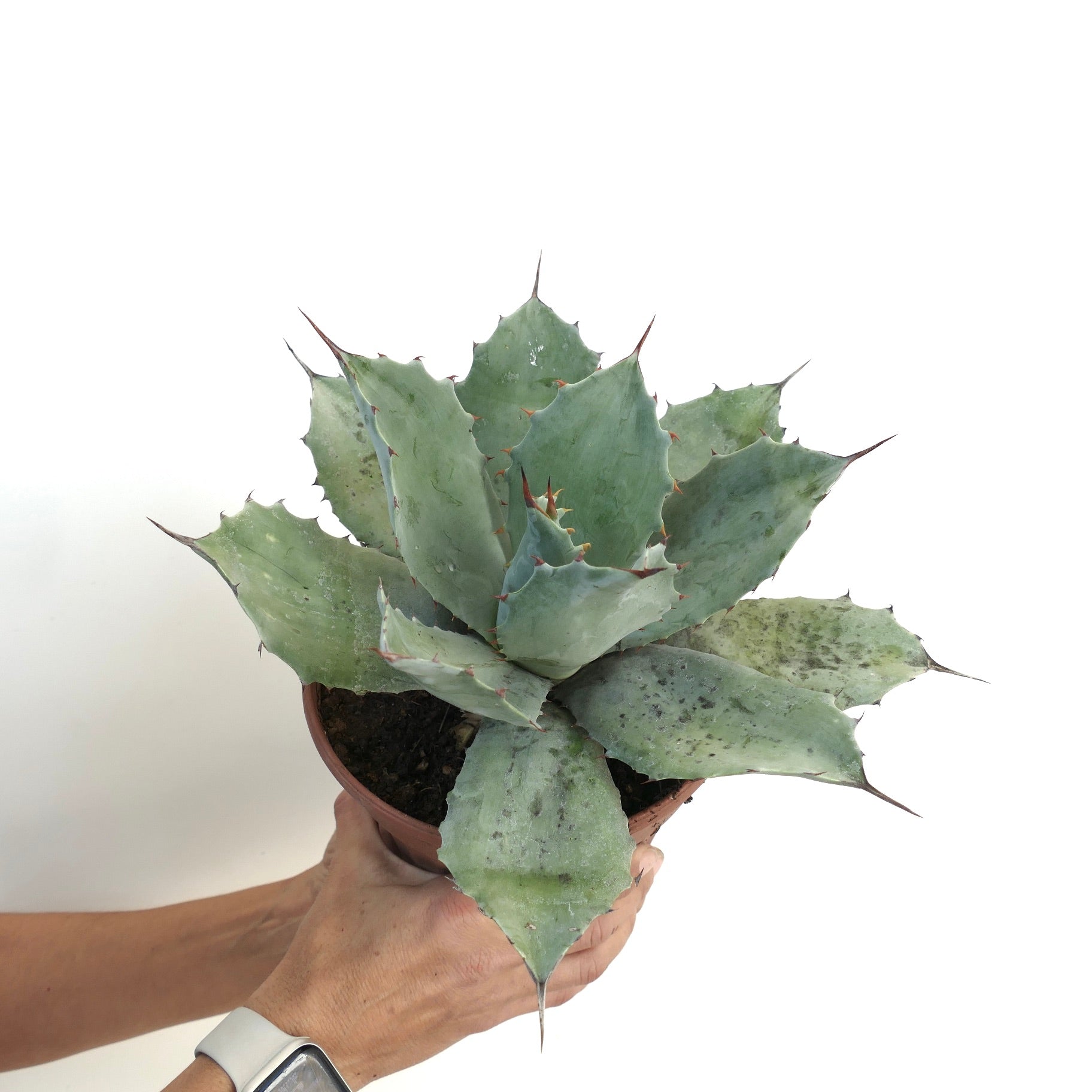 Agave ovatifolia X Agave temacapulinensis succulent with broad blue-green leaves and sharp spines