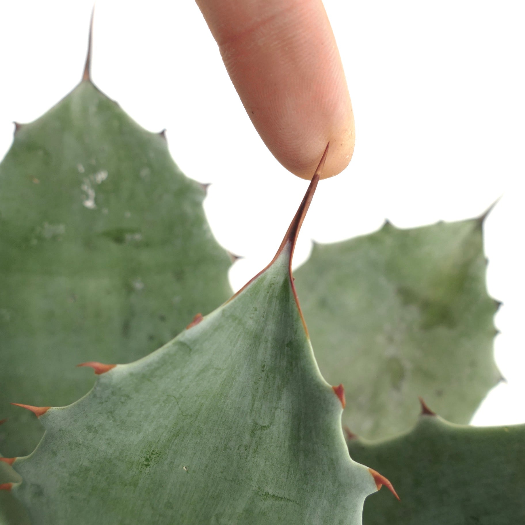 Agave ovatifolia X Agave temacapulinensis succulent with thick blue-green leaves and sharp reddish spines