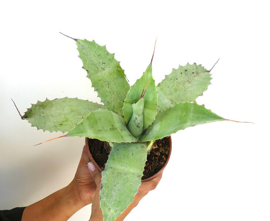 Agave ovatifolia X Agave uthaensis X Agave parrasana F3 Sukkulente mit breiten, stacheligen grünen Blättern im Topf