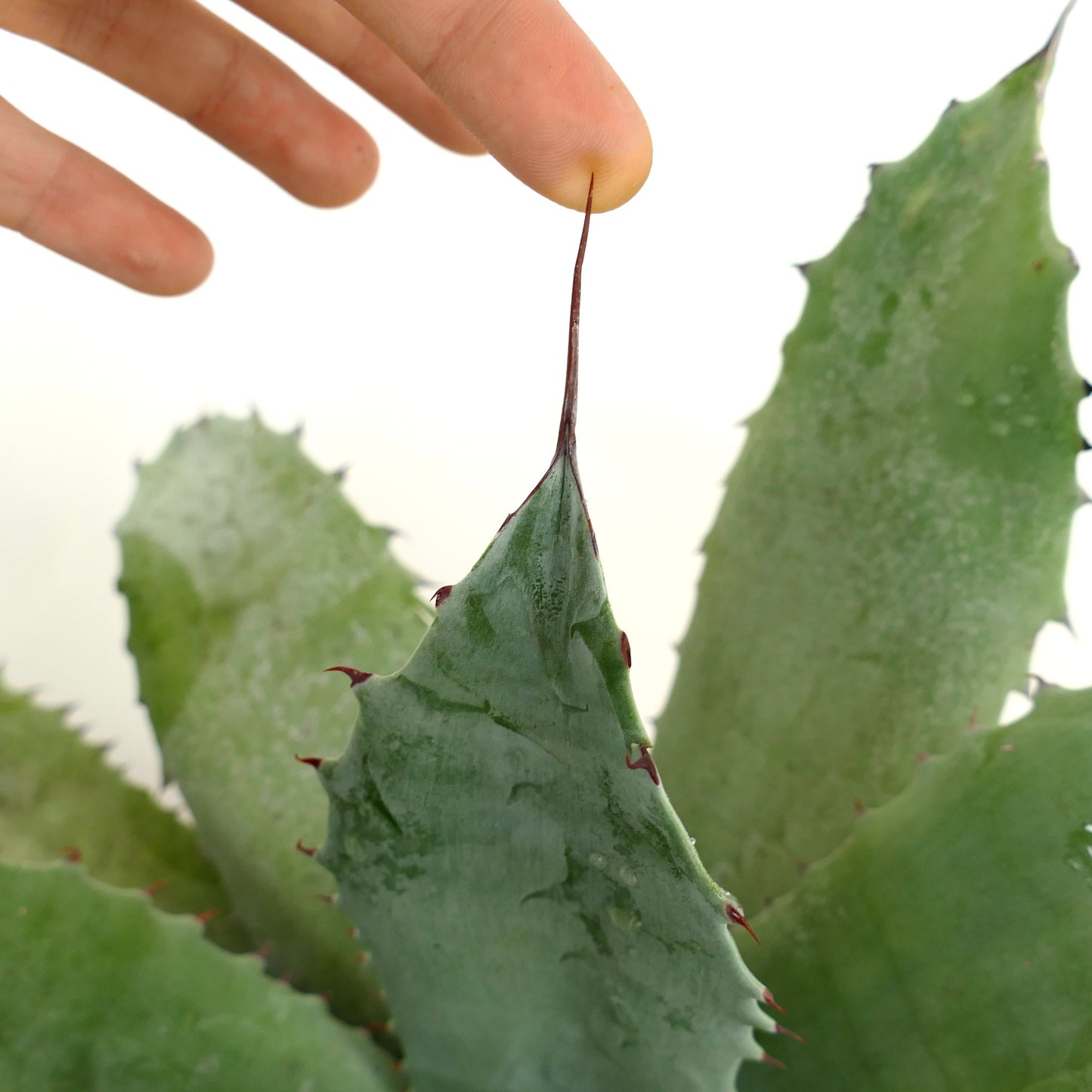 Agave ovatifolia X Agave verschaffeltii