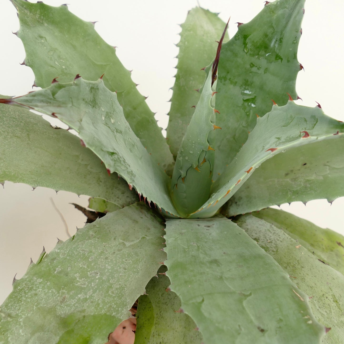 Agave ovatifolia X Agave verschaffeltii